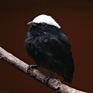 White-crowned manakin (Pseudopipra pipra) - Pukara