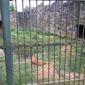 Zoo Târgu-Mures 27.08.2021.