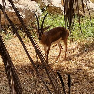 Cuvier's gazelle
