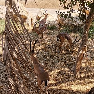 Cuvier's gazelle