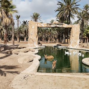 Père David's Deer fawn