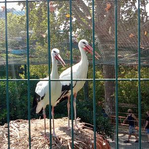 White storks (24-8-21)