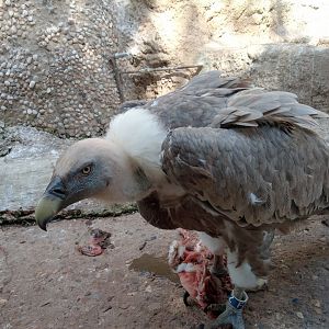Griffon vulture (24-8-21)