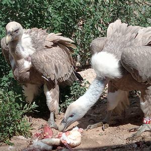 Griffon vultures (24-8-21)