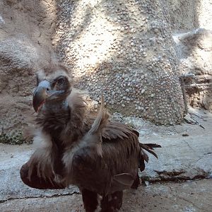 Cinereous vulture (24-8-21)