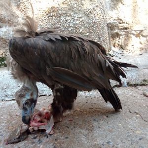 Cinereous vulture (24-8-21)