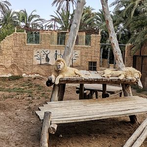 Southeast african lion