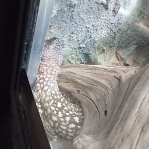 Mexican beaded lizard (24-8-21)