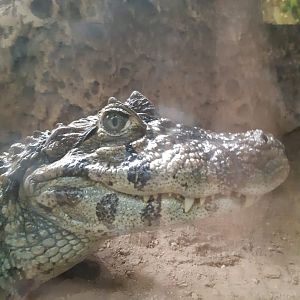 Broad-snouted caiman (24-8-21)