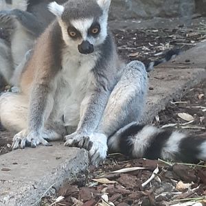 Ring-tailed lemur (24-8-21)