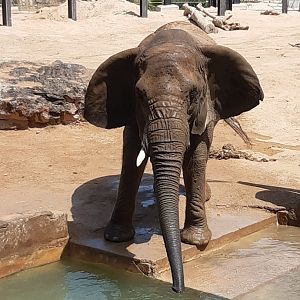 African bush elephant (24-8-21)