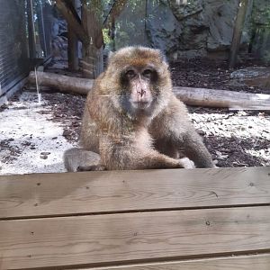 Barbary macaque (24-8-21)