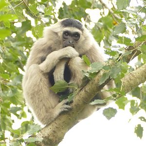 Pileated gibbon, August 2021