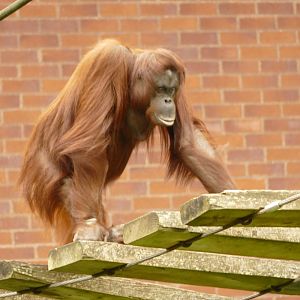 Bornean orangutan, August 2021