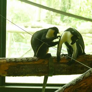 Diana monkeys, August 2021