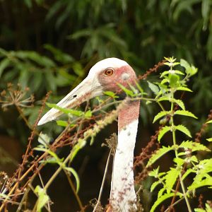Sarus crane, August 2021