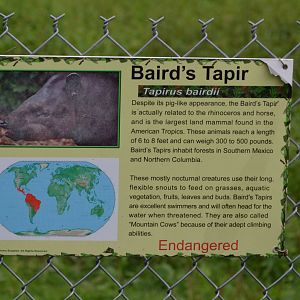 Incorrectly Labeled Signage (Should be Mountain Tapir, as I understand)