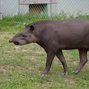 SA Tapir, from what I believe