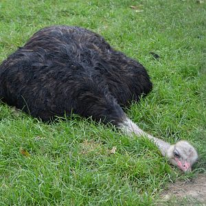 Me on Mondays (Ostrich)