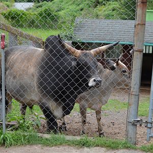 Zebu