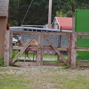 Bactrian Camel Holding