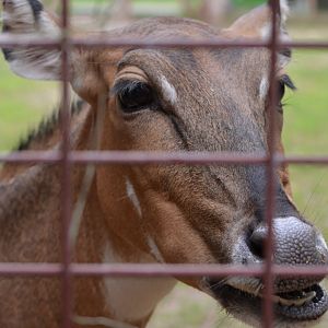 Nilgai