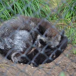 Silver Fox (Labeled as Arctic Fox)