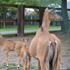 Mother Nilgai and Fawns