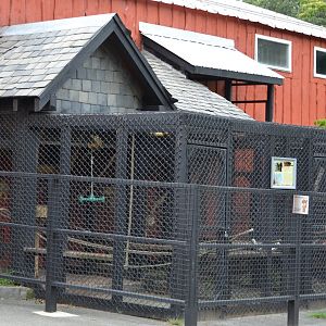 Squirrel Monkey Habitat