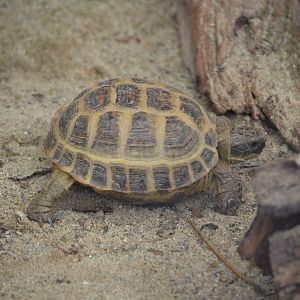 Totel (please ID <3)