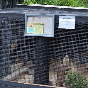 Prairie Dog """Habitat"""