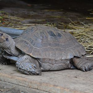 Tortoise (PLEASE ID! This is the most horrifying tortoise I've seen in my entire life and it's just.. ugly?)