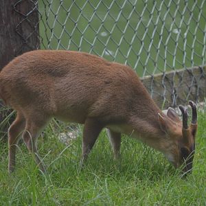 Reeve's Muntjac