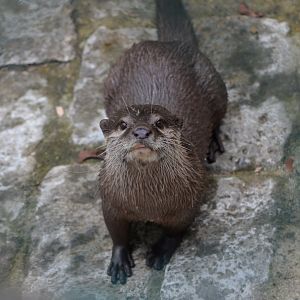 River Otter (Labeled as NARO, but I believe it may actually be ASCO?)