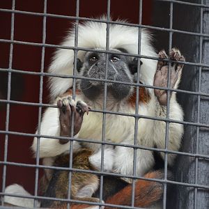 Cotton-Top Tamarin