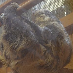 Two-Toed Sloth