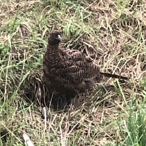 Bird ID - Potteric Carr nature reserve