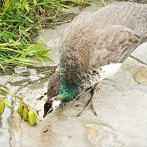 Female and juvenile Indian peafowl