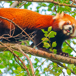 Adira the female Red Panda