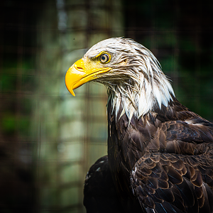 Arya the female Bald Eagle