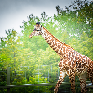 Amani the female baby Masai Giraffe