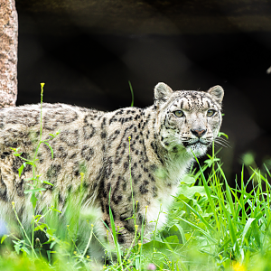 Ena the female Snow Leopard