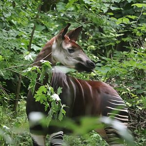 Congo Gorilla Forest - Okapi