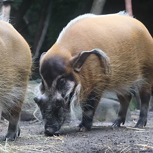 Congo Gorilla Forest - Red River Hog