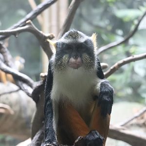 Congo Gorilla Forest - Wolf’s Mona Monkey