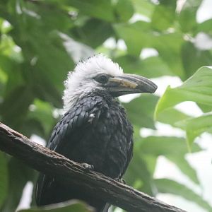 Congo Gorilla Forest - Long-Tailed Hornbill