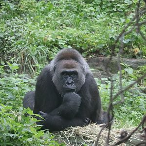 Congo Gorilla Forest - Western Lowland Gorilla