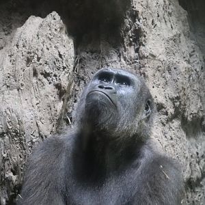 Congo Gorilla Forest - Western Lowland Gorilla