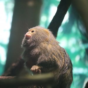 Congo Gorilla Forest - Pygmy Marmoset