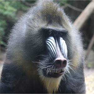 Congo Gorilla Forest - Mandrill
